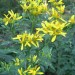 Yellow Crownbeard